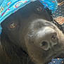 Winston joined the competition — help win amazing prizes! dog, black_dog, hat, blue_hat, rainbow_pattern, close_up, pet, indoor, carpet, curious, animal, face, snout, fur, canine, domestic_animal, headwear, looking, cute, portrait