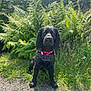 Winston is registered to the contest to win money with this photo: dog, black_dog, collar, outdoor, grass, ferns, nature, pet, animal, sitting, sunlight, greenery, path, serious, calm, portrait, canine, fur, daylight, leisure