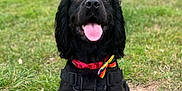 Winston is registered to the contest to win money with this photo: dog, black_dog, grass, collar, bow_tie, tongue_out, happy, pet, outdoor, canine, sitting, animal, portrait, nature, playful, fur, ears, nose, daylight, park