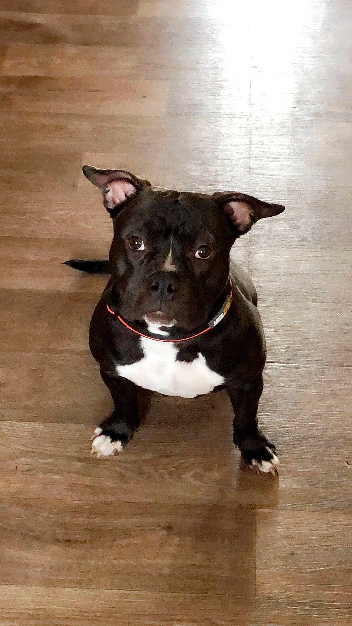 Hava a rejoint le concours — aidez-le/la à gagner de superbes lots ! american_pit_bull_terrier, american_staffordshire_terrier, bull_and_terrier, canidae, carnivore, collar, companion_dog, dog, dog_breed, fawn, mammal, non_sporting_group, pit_bull, rare_breed_dog, snout, sporting_group, staffordshire_bull_terrier, vertebrate