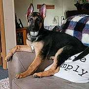 Clover is registered to the contest to win money with this photo: animal, blanket, canine, carpet, cat, chain, collar, couch, decor, dog, furniture, german_shepherd, home, indoor, living_room, pet, picture_frame, portrait, puppy, relaxing