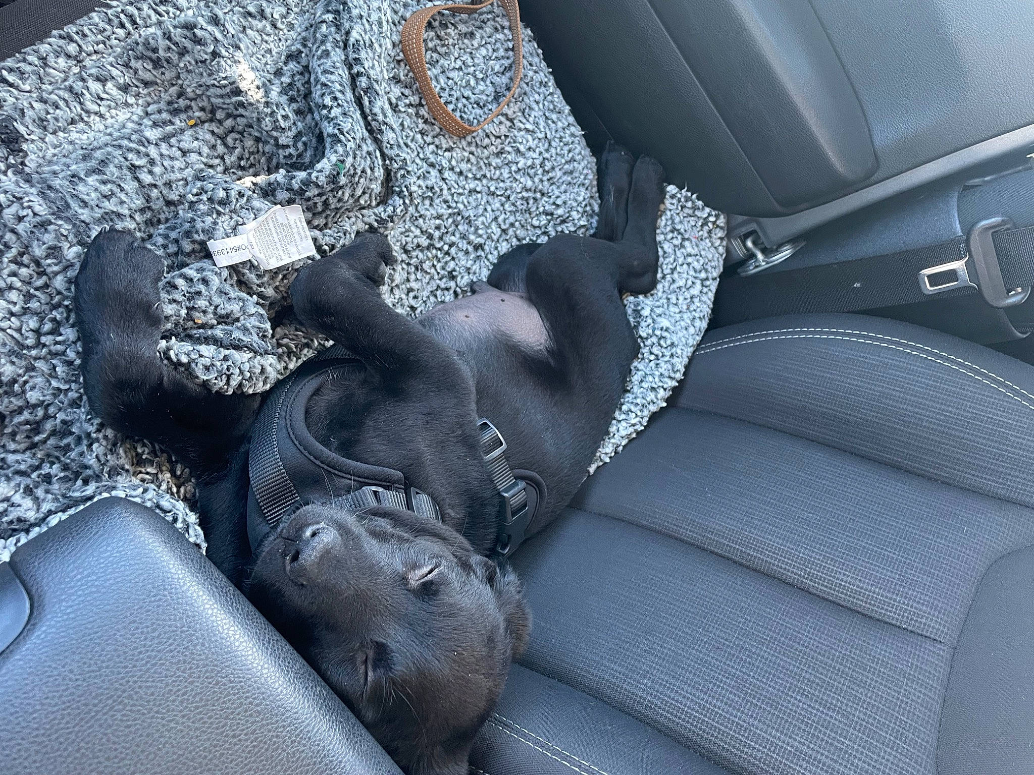 Banks joined the competition — help win amazing prizes! auto_part, automotive_design, car, car_seat, car_seat_cover, comfort, electric_blue, family_car, grey, head_restraint, luxury_vehicle, motor_vehicle, personal_luxury_car, plant, steering_part, steering_wheel, tints_and_shades, vehicle, vehicle_door, window