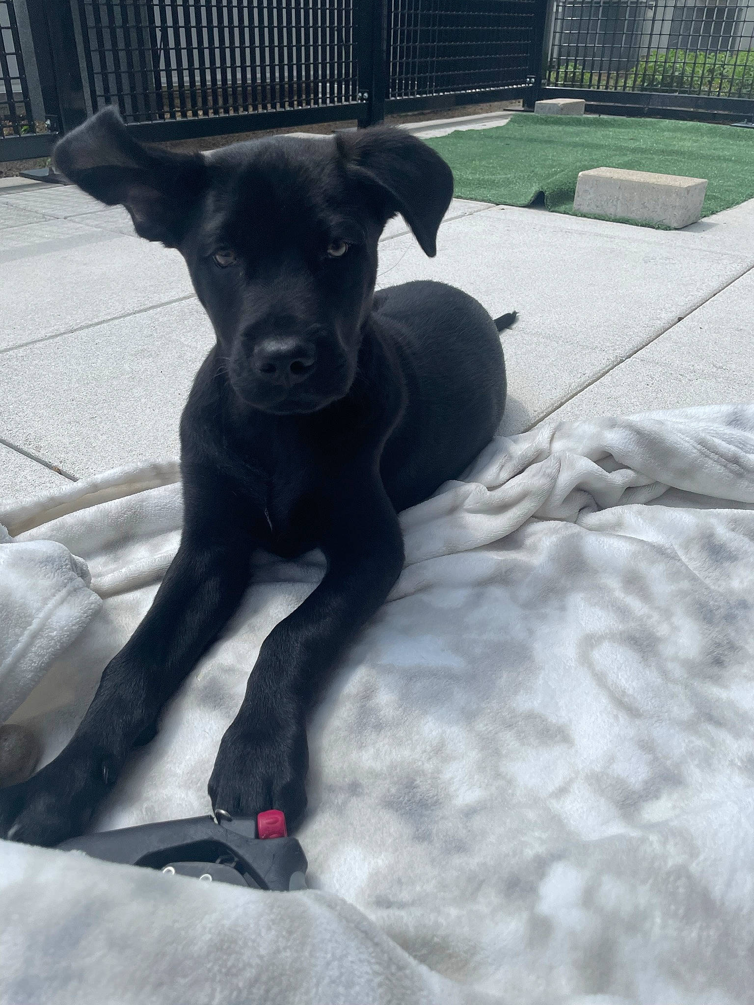 Banks joined the competition — help win amazing prizes! borador, canidae, carnivore, collar, companion_dog, dog, dog_breed, dog_collar, fawn, fur, guard_dog, gun_dog, mammal, non_sporting_group, sporting_group, tail, terrestrial_animal, vertebrate, whiskers, working_animal