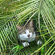 Michi joined the competition — help win amazing prizes! animal, camouflage, cat, closeup, curious, daylight, explorer, eyes, fur, grass, greenery, ground, leaves, mammal, nature, outdoor, pet, plants, whiskers, wildlife