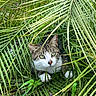 cat, animal, greenery, leaves, outdoor, nature, pet, fur, whiskers, eyes, plants, grass, camouflage, closeup, wildlife, curious, explorer, ground, daylight, mammal