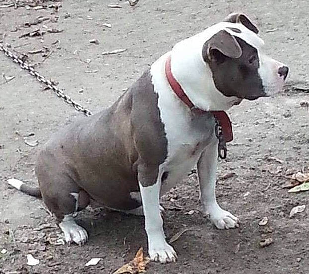 Nala Lynn is registered to the contest to win money with this photo: canidae, carnivore, collar, companion_dog, dog, dog_breed, dog_collar, dog_supply, fashion_accessory, fawn, hunting_dog, leash, non_sporting_group, snout, sporting_group, tail, terrestrial_animal, terrier, working_animal, working_dog