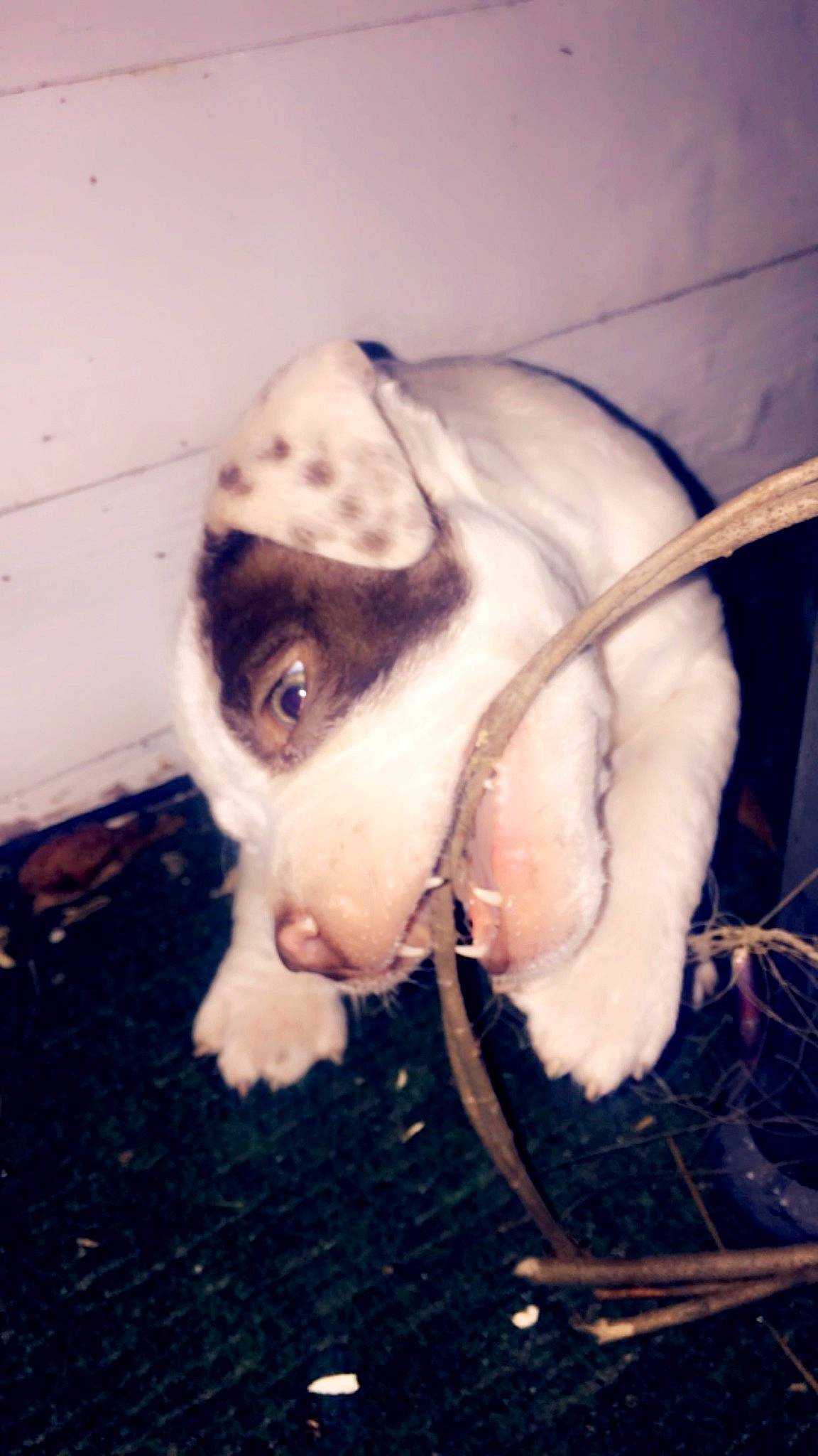 Baby is registered to the contest to win money with this photo: art, dog_breed, ear, eye, eyelash, eyewear, fawn, fur, grass, head, headgear, human_body, jaw, nose, personal_protective_equipment, snout, tail, vertebrate, whiskers, wood