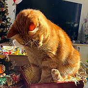 Piwou participe au concours pour gagner de l'argent avec cette photo : animal, architecture, building, cat, computer, computerhardware, computerkeyboard, couch, electronics, furniture, hardware, indoors, laptop, livingroom, monitor, pc, pet, room, screen, tv