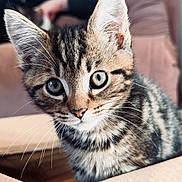 Luna joined the competition — help win amazing prizes! kitten, tabby, cat, whiskers, box, curious, indoor, feline, pet, young, closeup, cute, animal, ears, fur, eyes, portrait, domestic, soft_light, cozy