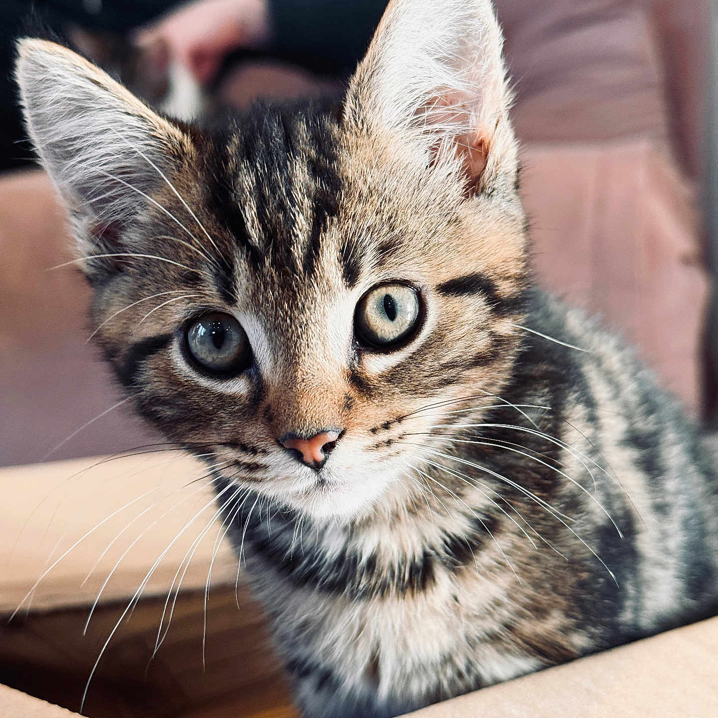 Luna joined the competition — help win amazing prizes! animal, box, cat, closeup, cozy, curious, cute, domestic, ears, eyes, feline, fur, indoor, kitten, pet, portrait, soft_light, tabby, whiskers, young