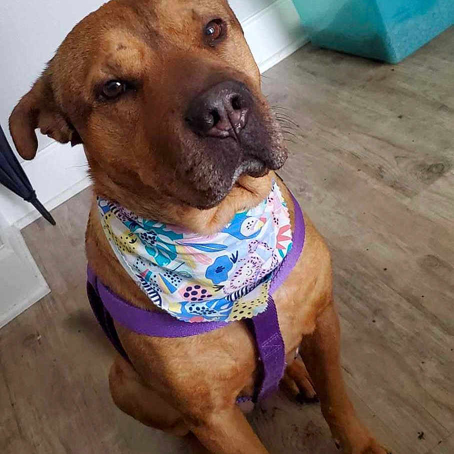 Baby is registered to the contest to win money with this photo: accessories, animal, bandana, boxer, bulldog, canine, dog, formalwear, hardwood, headband, hound, labradorretriever, pet, pitbull, puppy, snout, strap, text, tie, wood