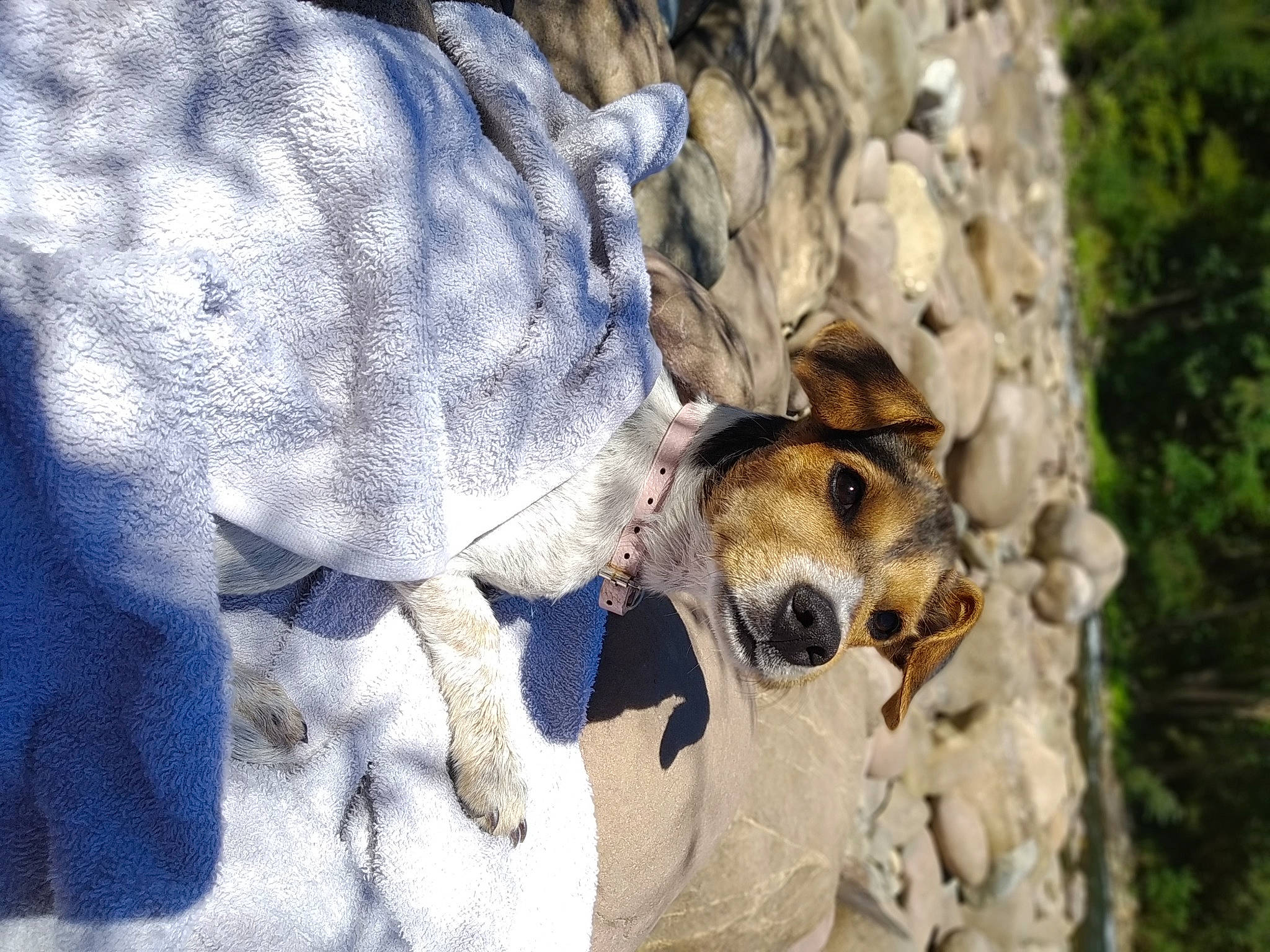 Yiu-ky participe au concours pour gagner de l'argent avec cette photo : canidae, carnivore, dog, dog_breed, fawn, mammal, snout, vertebrate