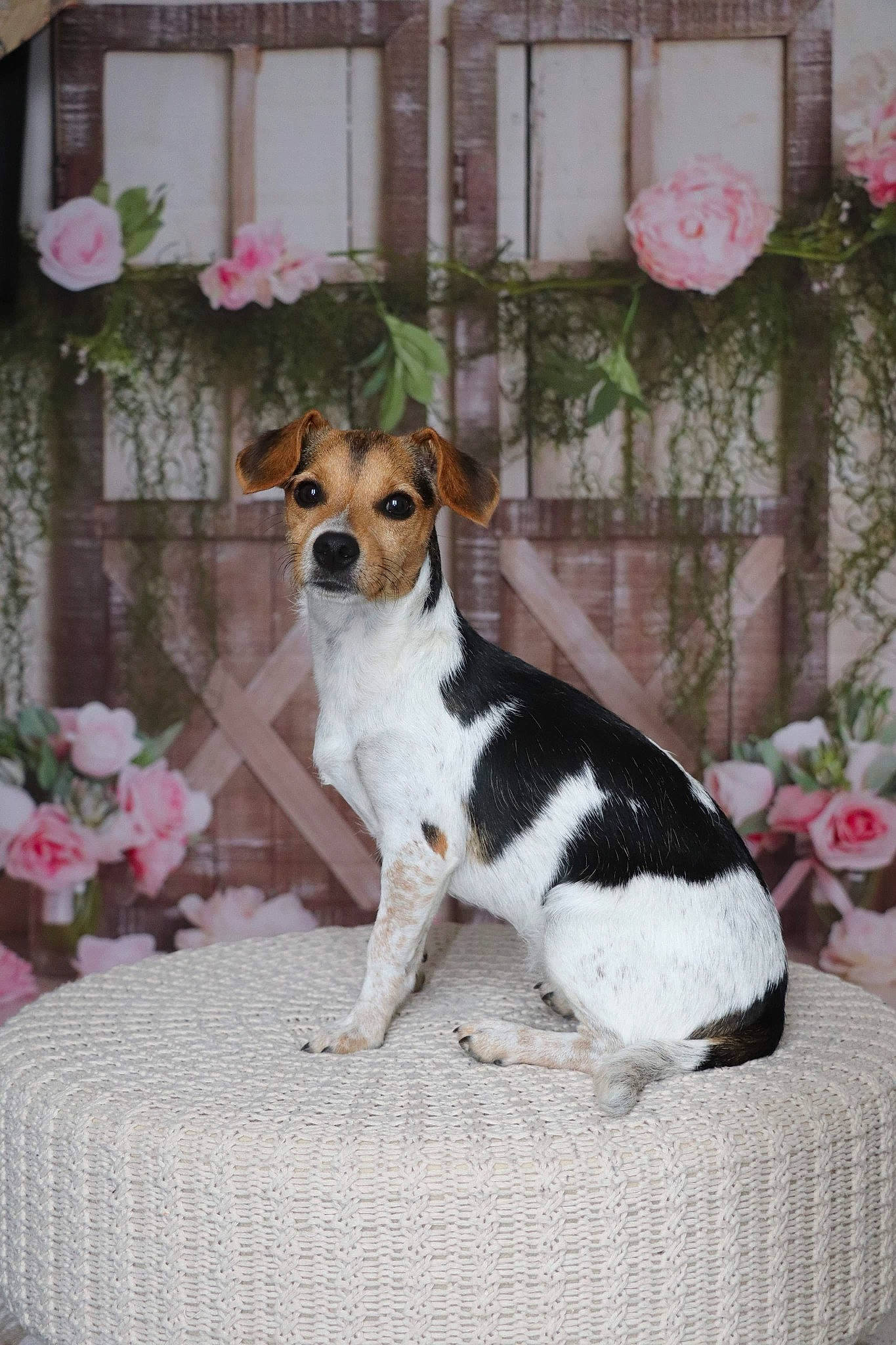Yiu-ky a rejoint le concours — aidez-le/la à gagner de superbes lots ! brazilian_terrier, canidae, carnivore, chilean_fox_terrier, companion_dog, dog, dog_breed, fox_terrier, jack_russell_terrier, mammal, miniature_fox_terrier, plant, puppy, rare_breed_dog, rat_terrier, russell_terrier, teddy_roosevelt_terrier, tenterfield_terrier, terrier, vertebrate