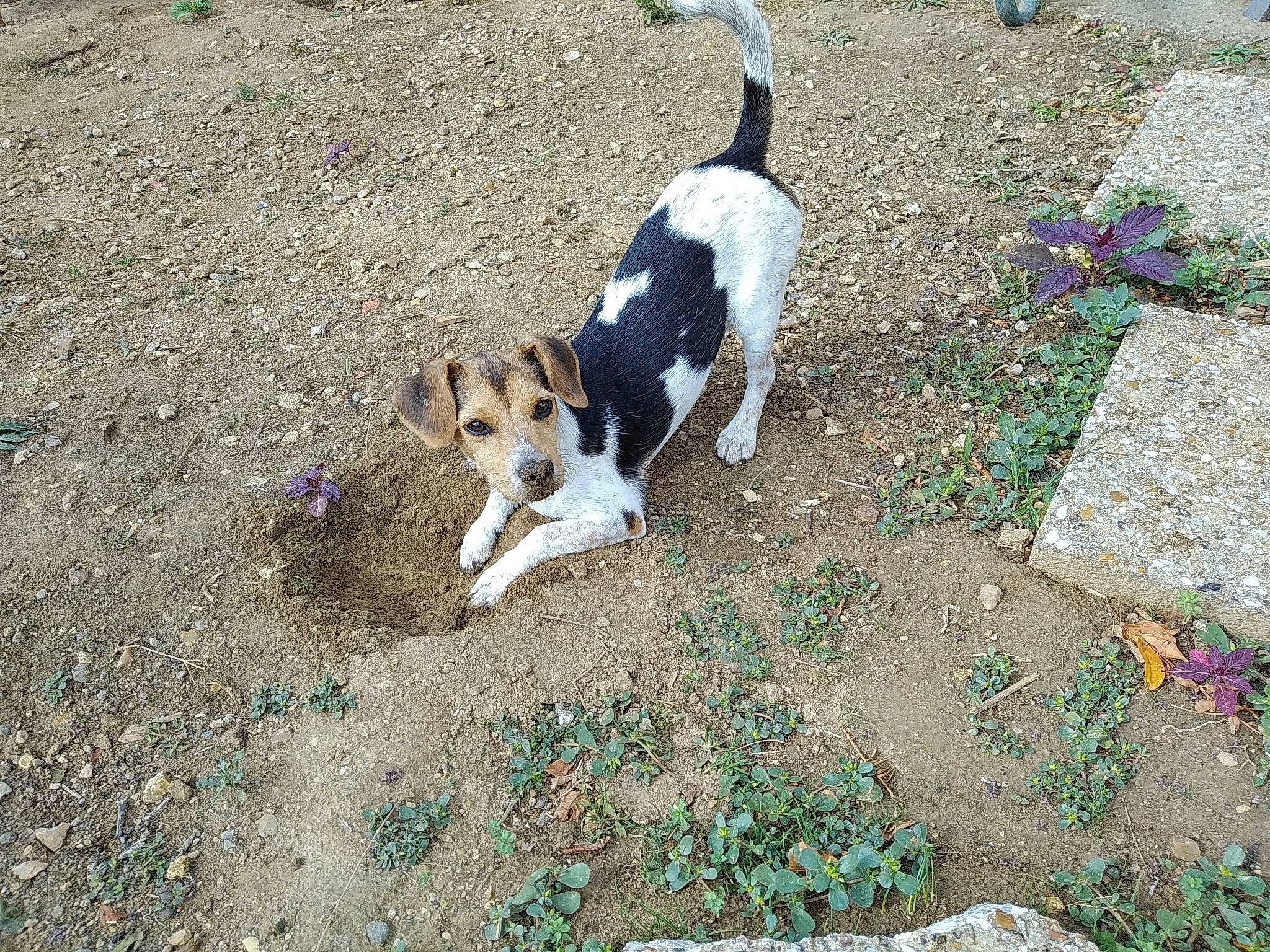 Yiu-ky participe au concours pour gagner de l'argent avec cette photo : beagle, brazilian_terrier, canidae, carnivore, companion_dog, danish_swedish_farmdog, dog, dog_breed, fox_terrier, jack_russell_terrier, mammal, puppy, ratonero_bodeguero_andaluz, smooth_fox_terrier, sporting_group, treeing_feist, vertebrate