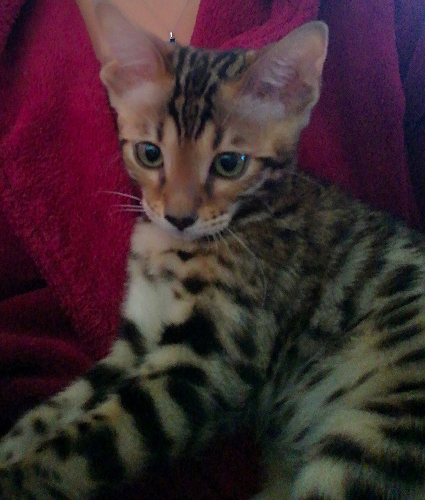 Pica participe au concours pour gagner de l'argent avec cette photo : american_shorthair, arabian_mau, asian, bengal, california_spangled, carnivore, cat, dragon_li, egyptian_mau, european_shorthair, felidae, kitten, mammal, ocicat, small_to_medium_sized_cats, sokoke, tabby_cat, toyger, vertebrate, whiskers