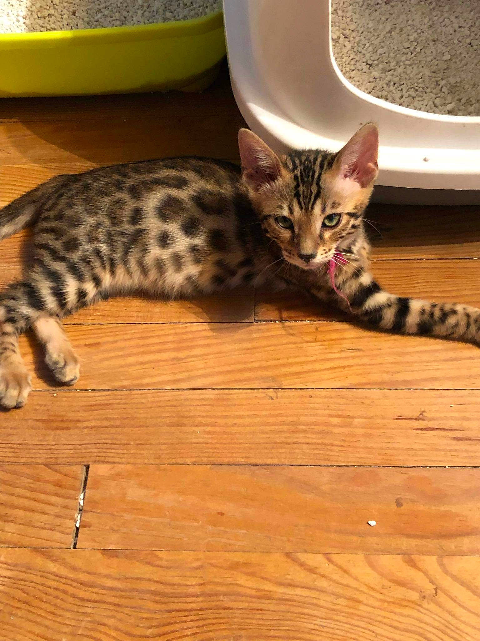 Pica participe au concours pour gagner de l'argent avec cette photo : arabian_mau, asian, bengal, carnivore, cat, domestic_short_haired_cat, dragon_li, egyptian_mau, european_shorthair, felidae, kitten, mammal, ocicat, savannah, small_to_medium_sized_cats, tabby_cat, toyger, vertebrate, whiskers