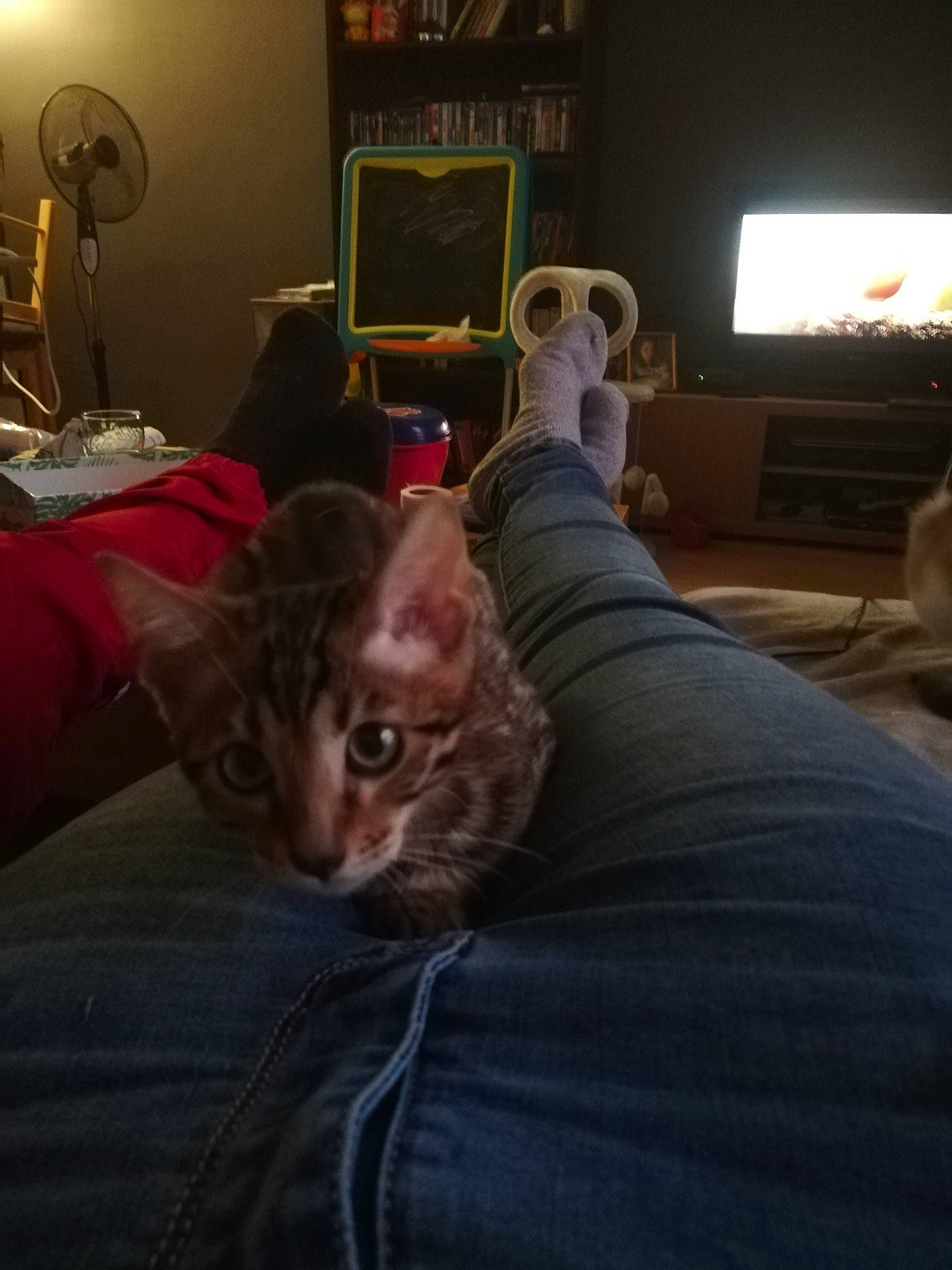 Pica a rejoint le concours — aidez-le/la à gagner de superbes lots ! bed, carnivore, cat, comfort, couch, eye, felidae, fur, furniture, house, kitten, leg, night, room, sitting, sky, small_to_medium_sized_cats, snapshot, tabby_cat, whiskers