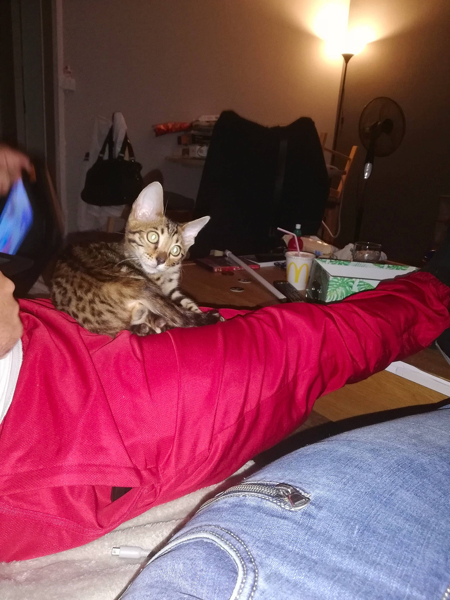 Pica participe au concours pour gagner de l'argent avec cette photo : bed, bed_sheet, carnivore, cat, comfort, european_shorthair, felidae, furniture, kitten, leg, linens, nap, pixie_bob, room, sleep, small_to_medium_sized_cats, whiskers