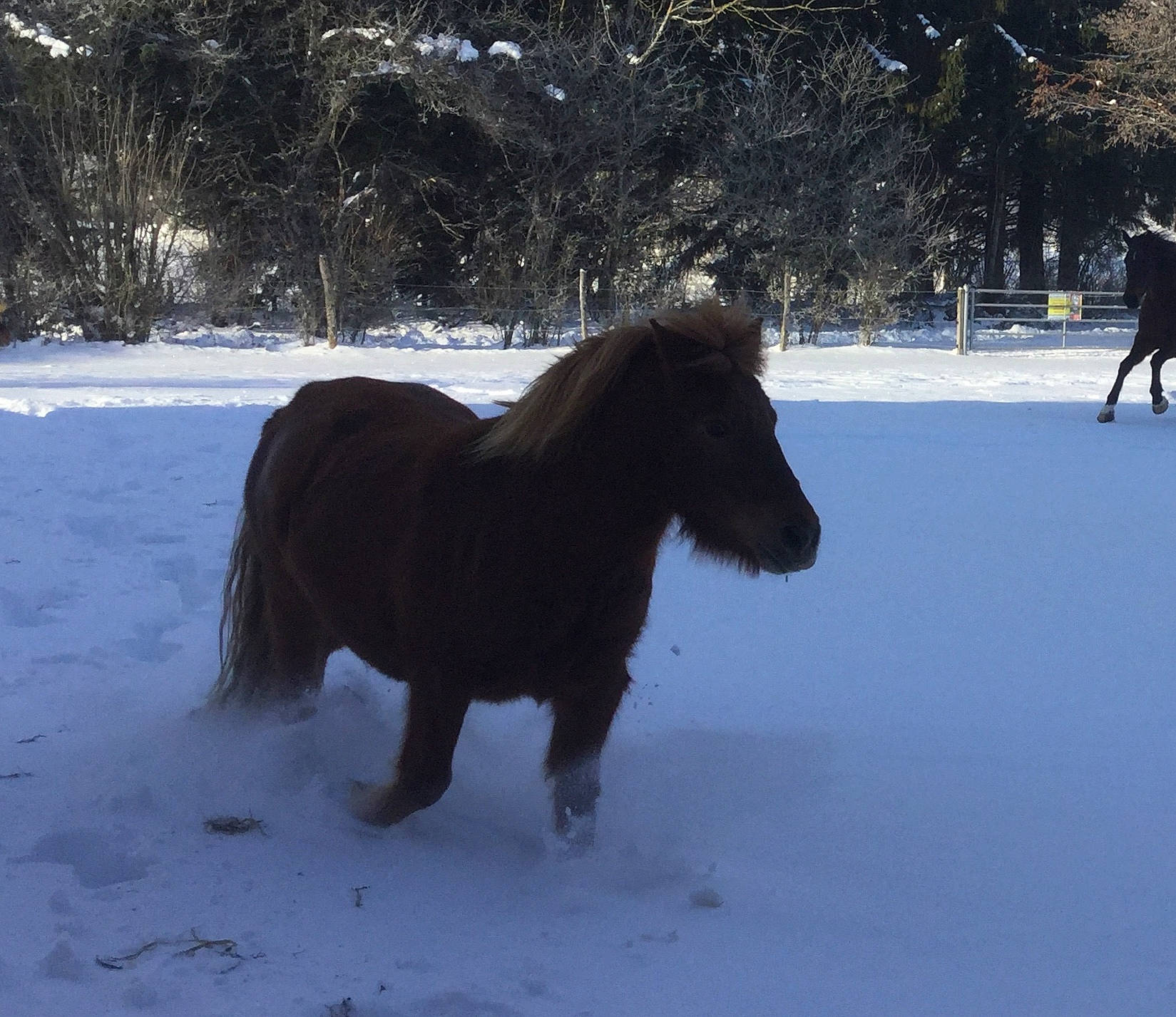 Ange participe au concours pour gagner de l'argent avec cette photo : freezing, horse, livestock, mammal, mane, mare, mustang_horse, pony, shetland_pony, sky, snow, stallion, vertebrate, wildlife, winter