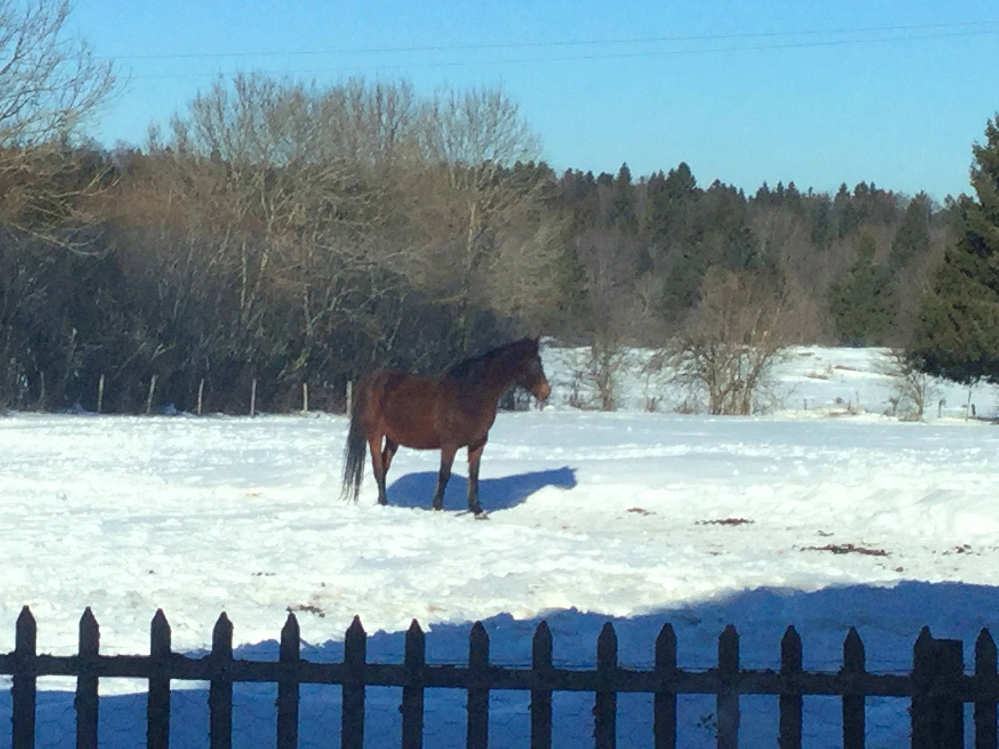 Ange participe au concours pour gagner de l'argent avec cette photo : fence, freezing, horse, landscape, mane, mare, mustang_horse, pasture, ranch, snow, stable, stallion, wildlife, winter