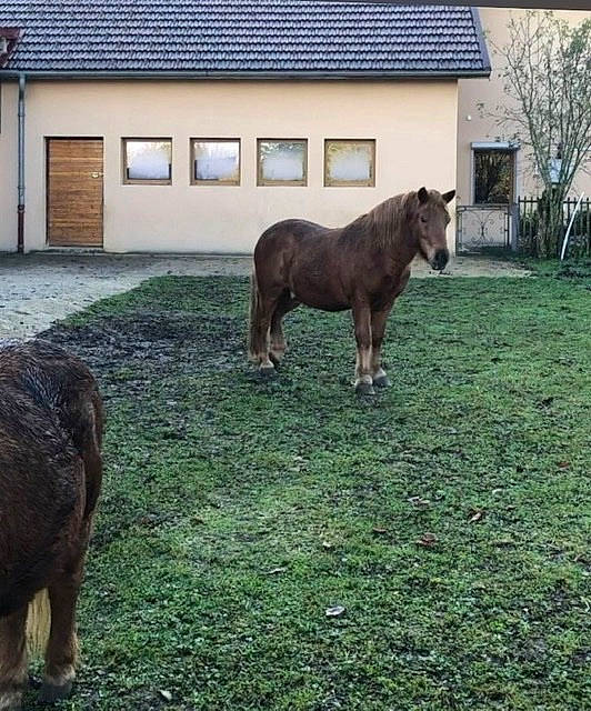 Ange participe au concours pour gagner de l'argent avec cette photo : burro, grass, grazing, horse, landscape, livestock, mammal, mane, mare, pack_animal, pasture, plant, pony, shetland_pony, snout, terrestrial_animal, tree, vertebrate, wildlife