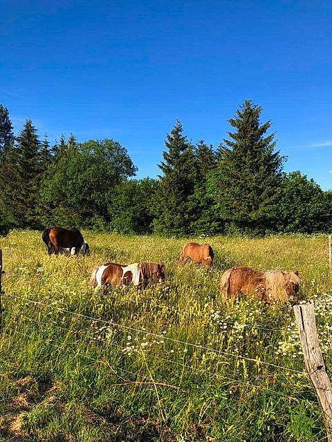 Ange a rejoint le concours — aidez-le/la à gagner de superbes lots ! bovine, farm, grass, grassland, grazing, herd, landscape, livestock, meadow, mountain, natural_environment, natural_landscape, pasture, plant, ranch, rural_area, sky, tree, wilderness, wildlife