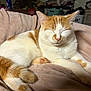 Mylo is registered to the contest to win money with this photo: cat, orange_and_white, sleeping, pet, feline, cozy, blanket, indoor, domestic, cute, fur, relaxed, animal, paw, tail, soft, resting, whiskers, comfort, home