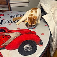 Mylo is registered to the contest to win money with this photo: cat, orange_cat, white_cat, table, round_table, red_car_design, bowl, food, chair, jacket, white_jacket, window, blue_curtain, indoor, wooden_floor, pet, animal, dining, eating, feline