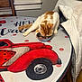 cat, orange_cat, white_cat, table, round_table, red_car_design, bowl, food, chair, jacket, white_jacket, window, blue_curtain, indoor, wooden_floor, pet, animal, dining, eating, feline