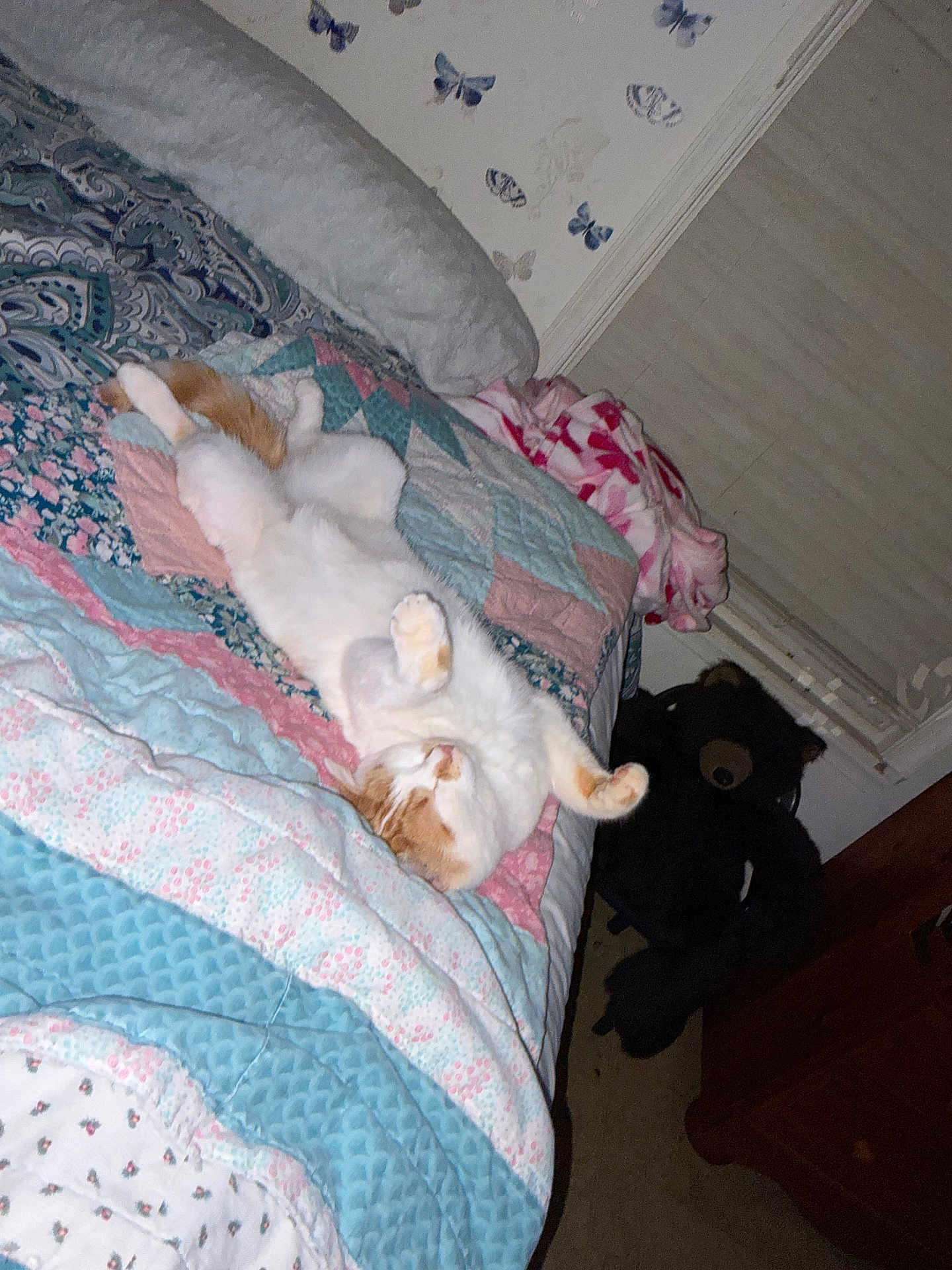 Mylo is registered to the contest to win money with this photo: cat, bed, quilt, blanket, teddy_bear, stuffed_animal, butterfly_wallpaper, indoor, sleeping, relaxed, feline, white_cat, orange_cat, plush, cozy, bedroom, furniture, decor, resting, animal