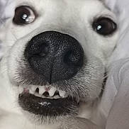 Rio joined the competition — help win amazing prizes! dog, white_dog, close_up, nose, teeth, funny_face, pet, animal, canine, cute, wide_eyes, fur, snout, whiskers, indoor, portrait, playful, muzzle, expression, closeup