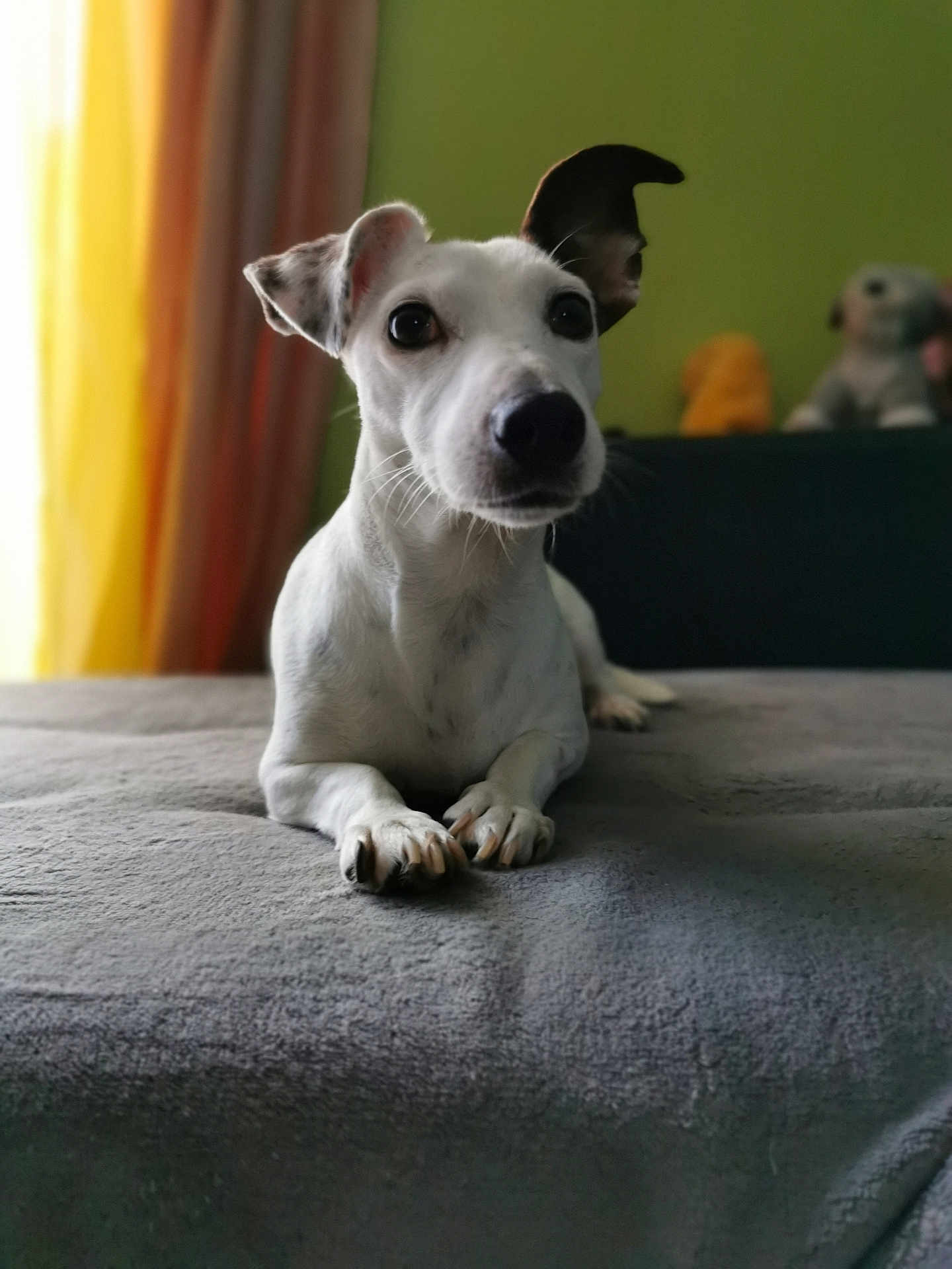 Rio joined the competition — help win amazing prizes! dog, white_dog, pet, indoor, bed, blanket, soft, animal, canine, ears, fur, cute, looking, lying_down, toy, plush, background, green_wall, curious, closeup