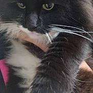 Zhora is registered to the contest to win money with this photo: cat, black_and_white, whiskers, fur, close_up, pet, animal, bow, accessory, indoor, cute, fluffy, face, portrait, mammal, feline, soft_lighting, white_paws, black_fur, domestic_cat