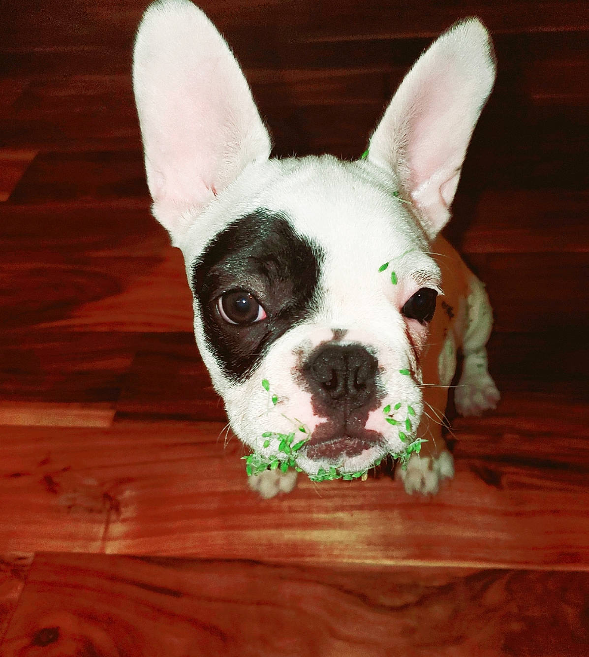 Kirby joined the competition — help win amazing prizes! boston_terrier, carnivore, companion_dog, dog, dog_breed, ear, fawn, flooring, french_bulldog, fur, grass, hardwood, snout, tail, terrestrial_animal, toy_dog, whiskers, wood, wood_stain, working_animal