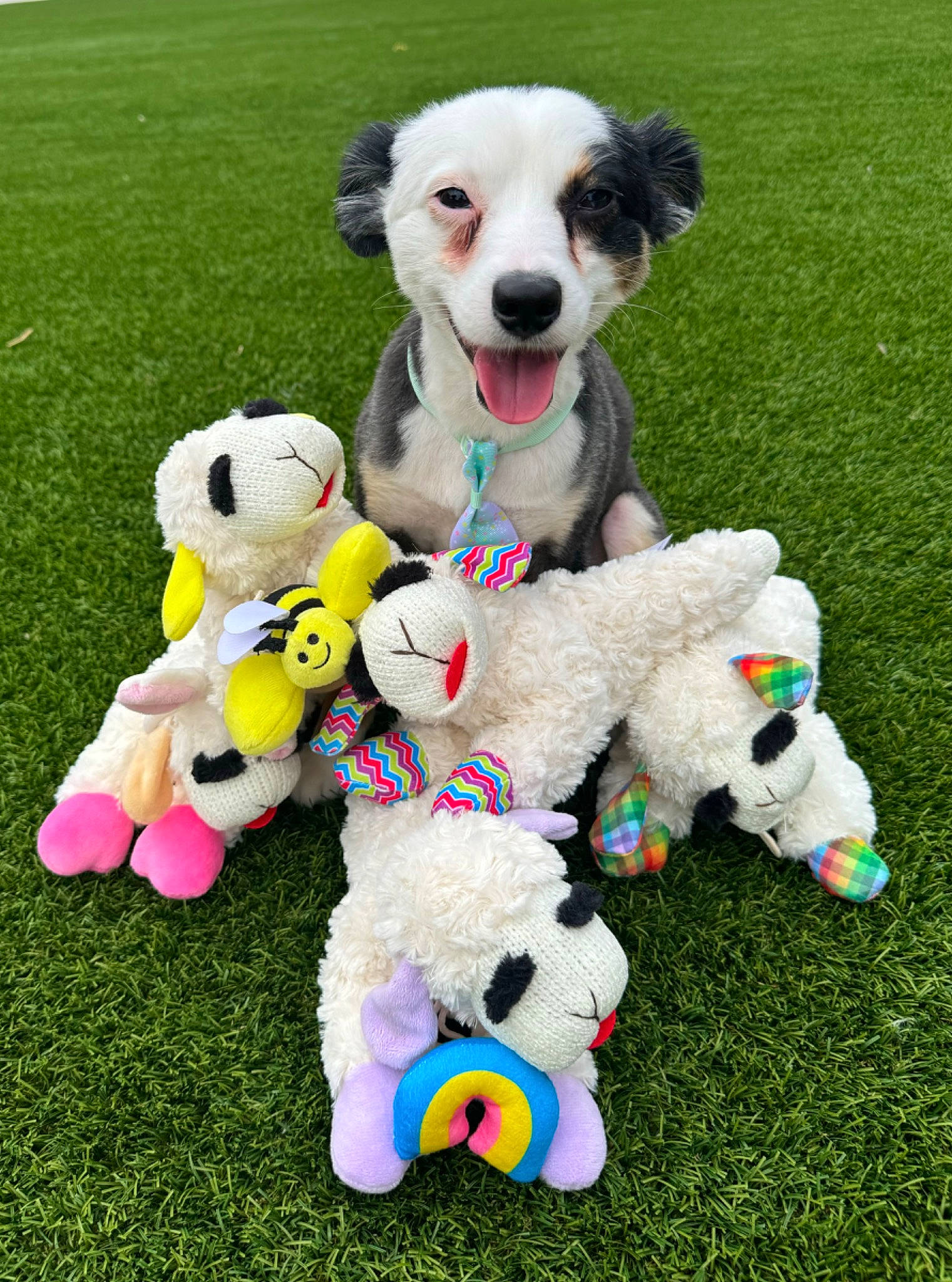 Rhys joined the competition — help win amazing prizes! ball, carnivore, collar, companion_dog, dog, dog_breed, dog_collar, dog_supply, dog_toy, fun, grass, happy, mammal, pet_supply, plush, recreation, sporting_group, stuffed_toy, toy, vertebrate