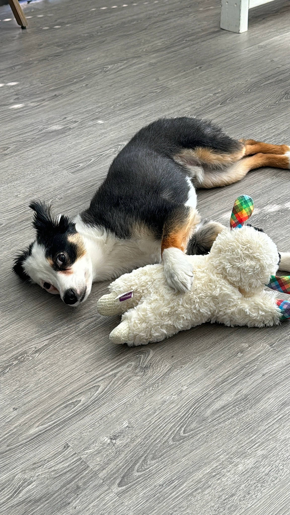 Rhys is registered to the contest to win money with this photo: carnivore, comfort, companion_dog, dog, dog_breed, felidae, flooring, foot, fur, hardwood, nap, paw, small_to_medium_sized_cats, snout, stuffed_toy, tail, toy_dog, whiskers, wood, wool