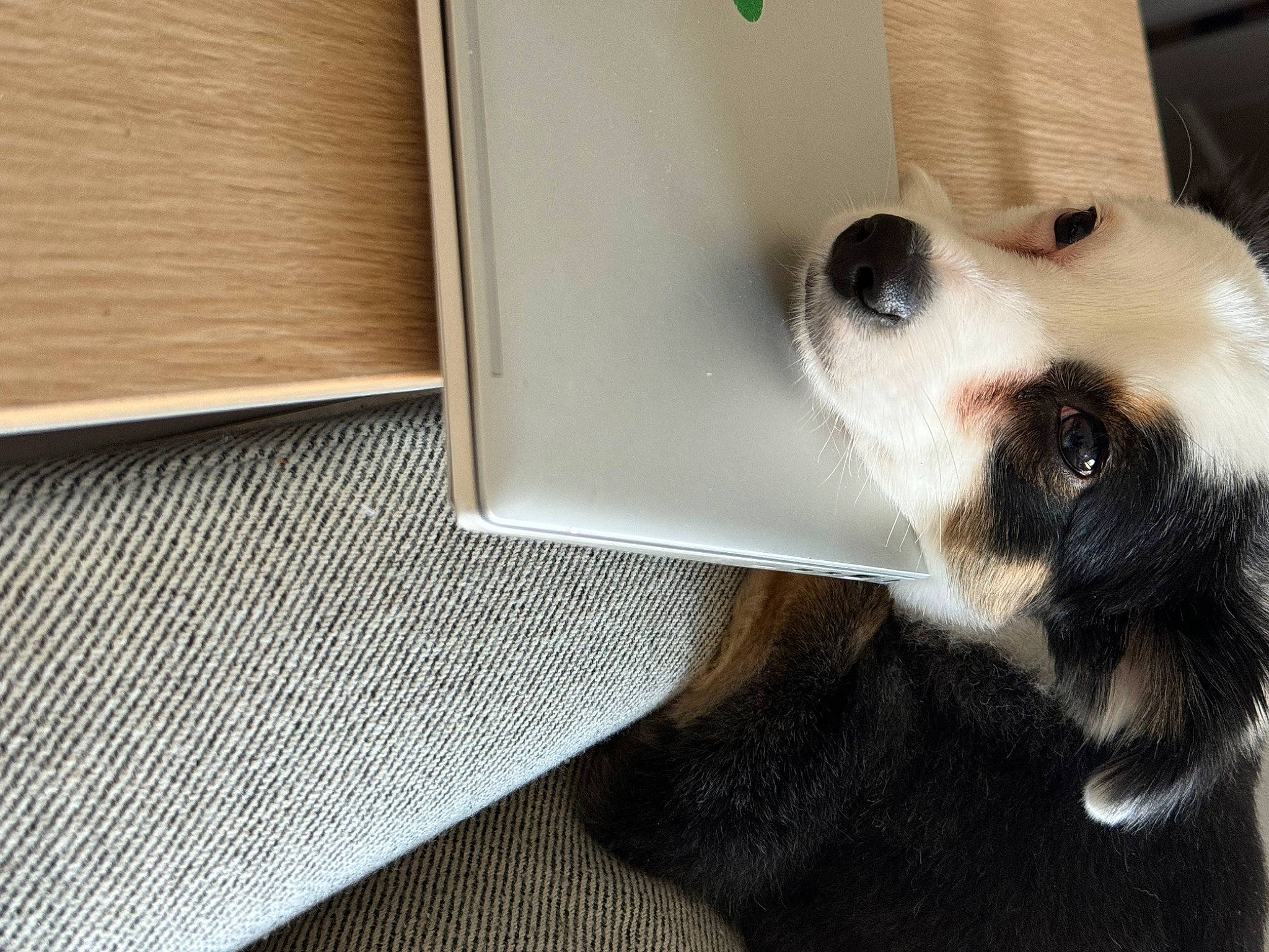 Rhys is registered to the contest to win money with this photo: canidae, carnivore, collar, companion_dog, dog, dog_breed, dog_collar, dog_supply, fawn, flooring, foot, fur, paw, pet_supply, snout, sporting_group, tail, whiskers, wood, working_animal