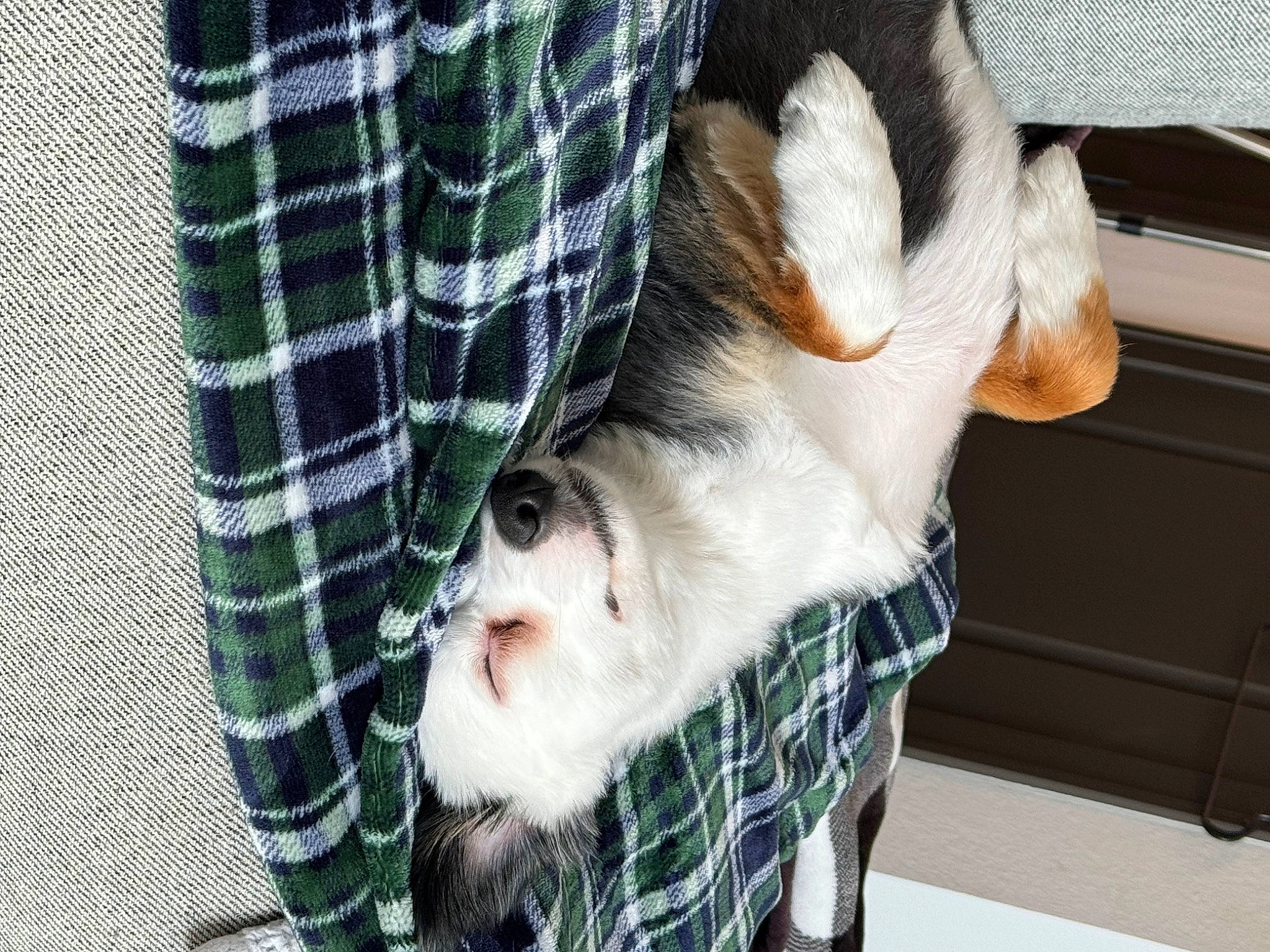 Rhys is registered to the contest to win money with this photo: beard, carnivore, companion_dog, dog, dog_breed, ear, fawn, felidae, fur, goats, leg, mammal, plaid, small_to_medium_sized_cats, snout, sunglasses, tail, tartan, textile, whiskers