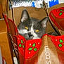 animal, box, cat, christmas, close_up, clutter, container, curious, decor, domestic_cat, face, feline, gray_cat, holiday_theme, household, indoor, paper_bag, pets, white_cat, yellow_eyes