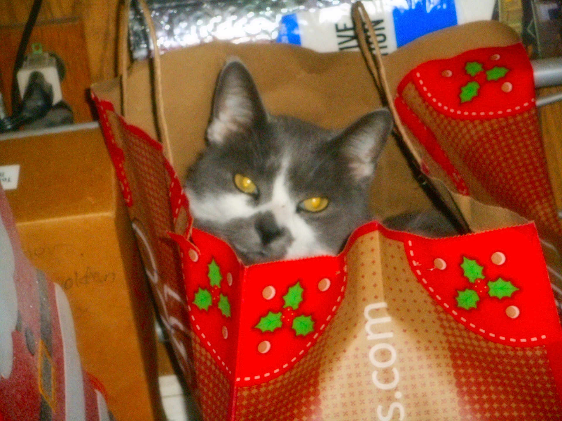 Baby Rorschach is registered to the contest to win money with this photo: animal, box, cat, christmas, close_up, clutter, container, curious, decor, domestic_cat, face, feline, gray_cat, holiday_theme, household, indoor, paper_bag, pets, white_cat, yellow_eyes