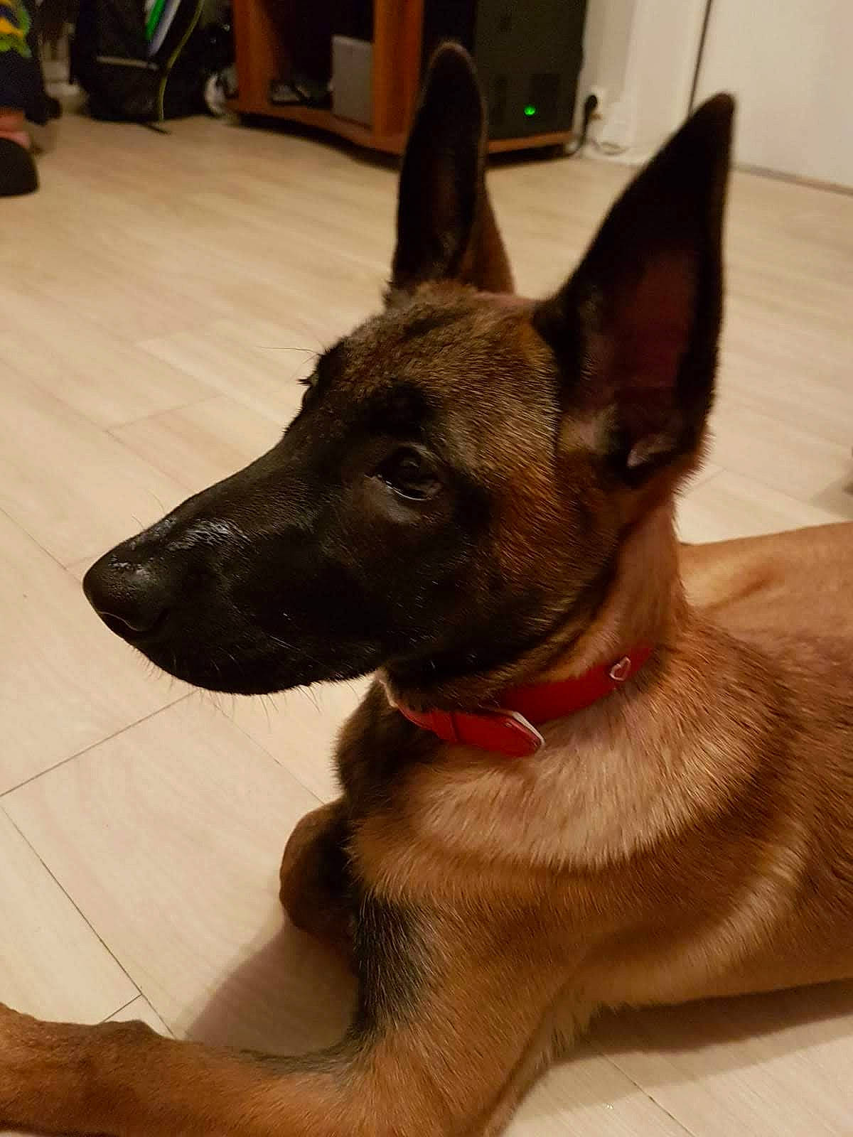 Orka participe au concours pour gagner de l'argent avec cette photo : belgian_shepherd_malinois, canidae, carnivore, collar, companion_dog, dog, dog_breed, dog_collar, fawn, flooring, fur, german_shepherd_dog, guard_dog, herding_dog, liver, snout, sporting_group, whiskers, working_animal, working_dog