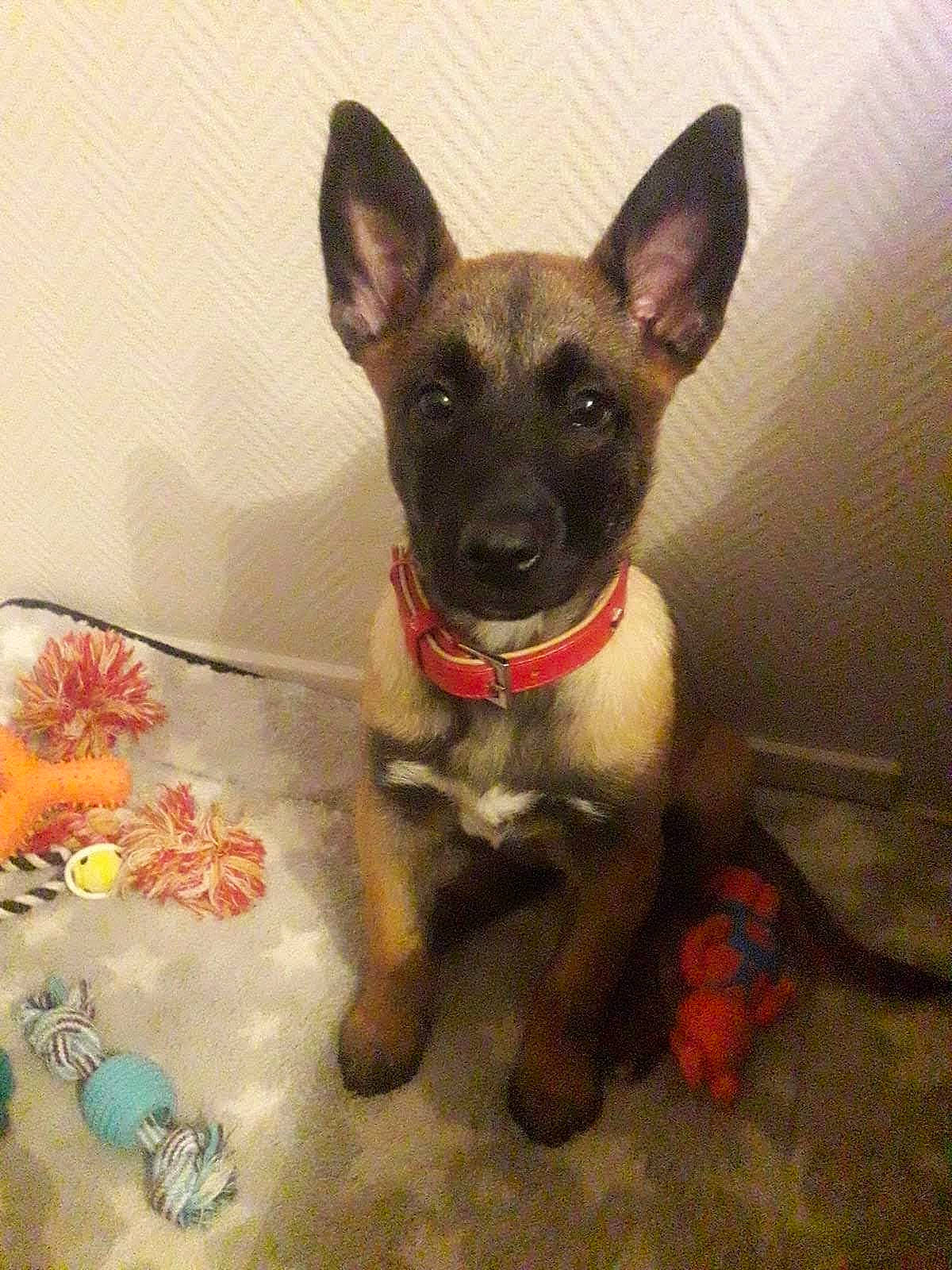 Orka participe au concours pour gagner de l'argent avec cette photo : canidae, carnivore, collar, companion_dog, dog, dog_breed, dog_collar, dog_supply, eye, fawn, flooring, fur, liver, pet_supply, snout, sporting_group, tail, toy_dog, whiskers, working_animal