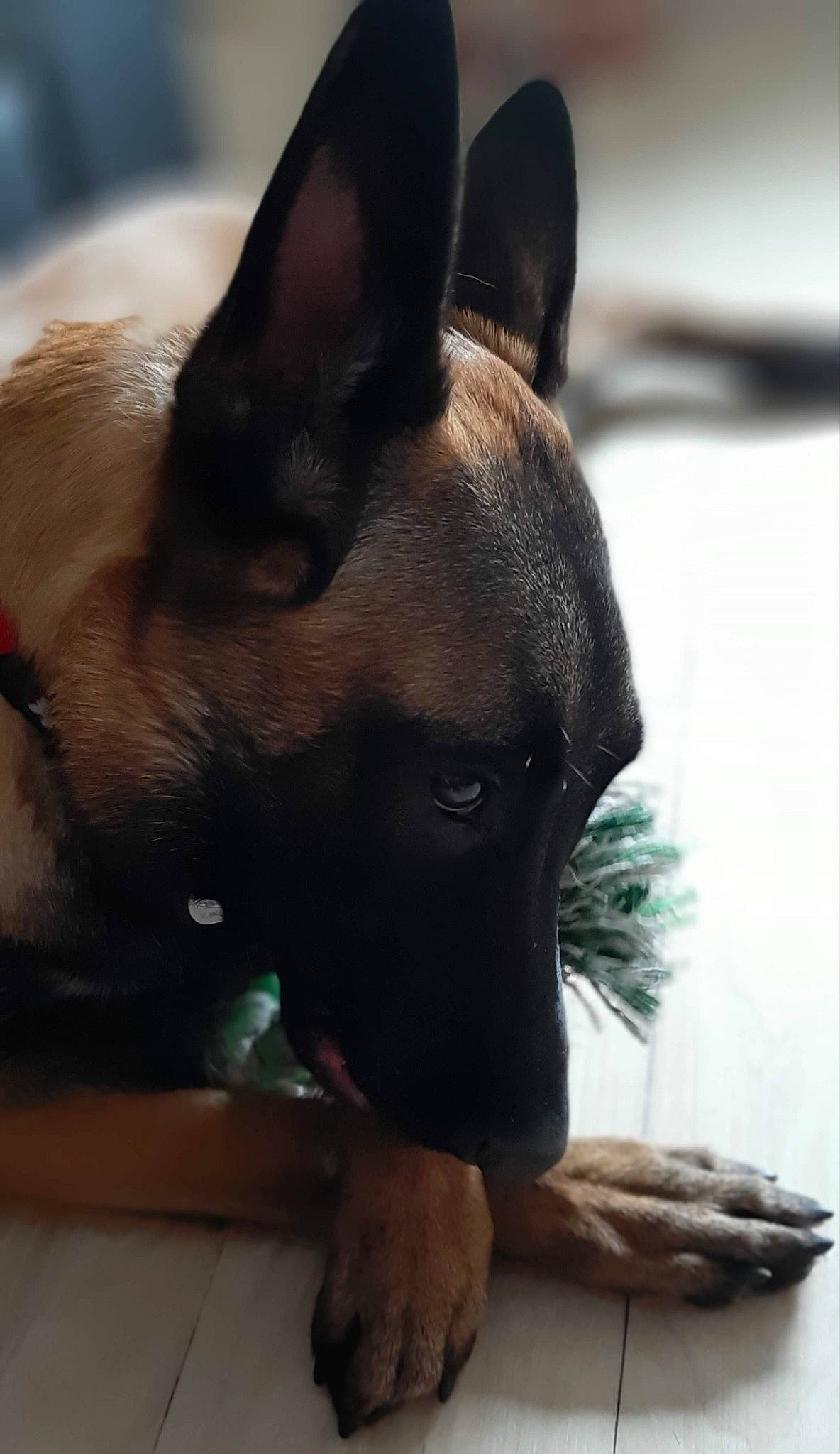 Orka a rejoint le concours — aidez-le/la à gagner de superbes lots ! ancient_dog_breeds, canidae, carnivore, collar, companion_dog, dog, dog_breed, ear, fawn, felidae, fur, liver, non_sporting_group, pet_supply, snout, sporting_group, terrestrial_animal, toy_dog, whiskers, working_animal