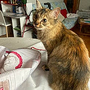 Binette a rejoint le concours — aidez-le/la à gagner de superbes lots ! box, carnivore, cat, claw, comfort, domestic_short_haired_cat, fawn, felidae, flowerpot, fur, houseplant, linens, paw, picture_frame, plant, shelf, small_to_medium_sized_cats, snout, tail, whiskers