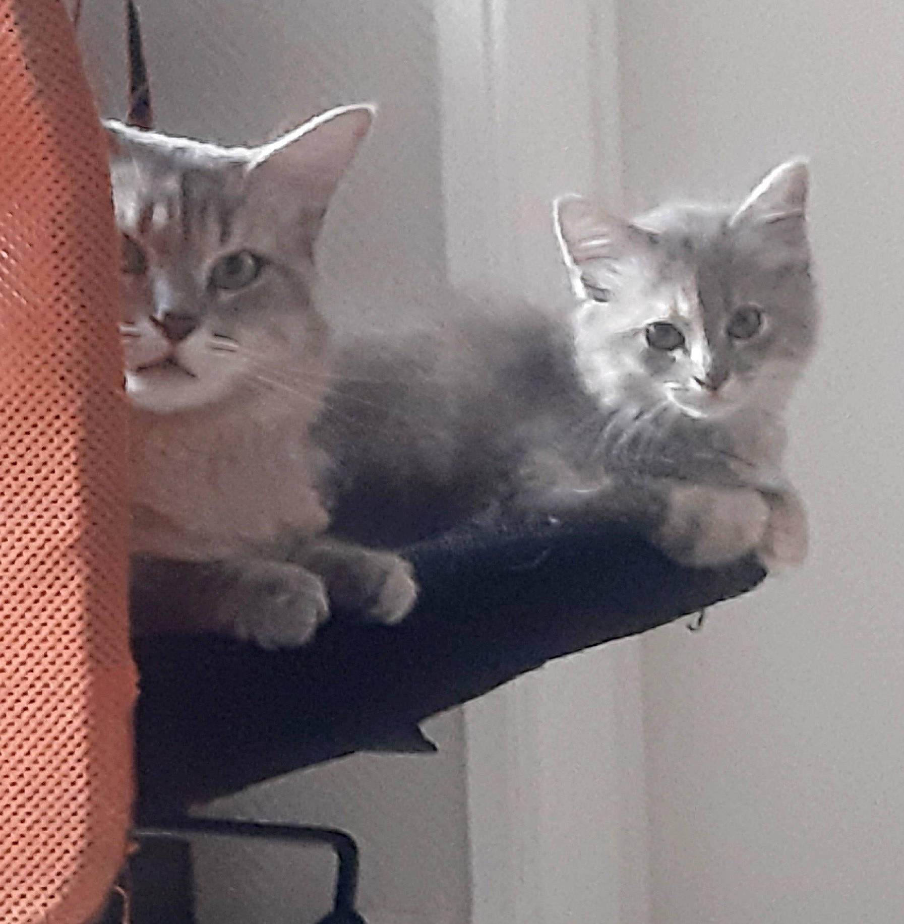 Princesse participe au concours pour gagner de l'argent avec cette photo : carnivore, cat, comfort, domestic_short_haired_cat, felidae, fur, grey, mammal, metal, paw, small_to_medium_sized_cats, snout, square, tail, vertebrate, whiskers, window