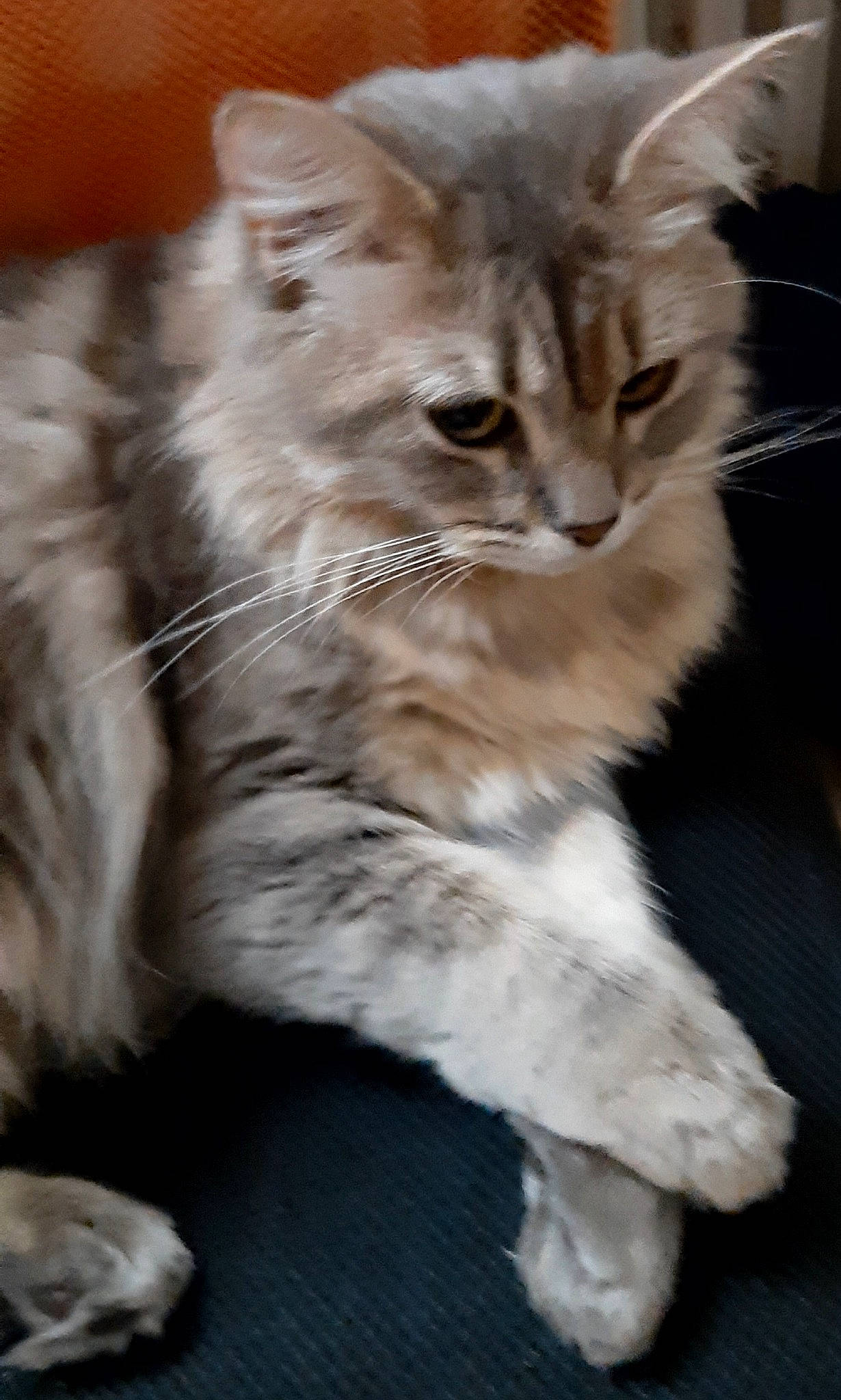 Princesse a rejoint le concours — aidez-le/la à gagner de superbes lots ! british_longhair, carnivore, cat, claw, domestic_short_haired_cat, event, fawn, felidae, fur, maine_coon, paw, small_to_medium_sized_cats, snout, tail, terrestrial_animal, whiskers