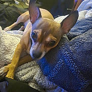 Wookie is registered to the contest to win money with this photo: dog, pet, blanket, indoor, resting, cozy, fur, ears, animal, companion, sleepy, comfort, texture, couch, relaxation, closeup, brown, small_dog, home, soft_lighting