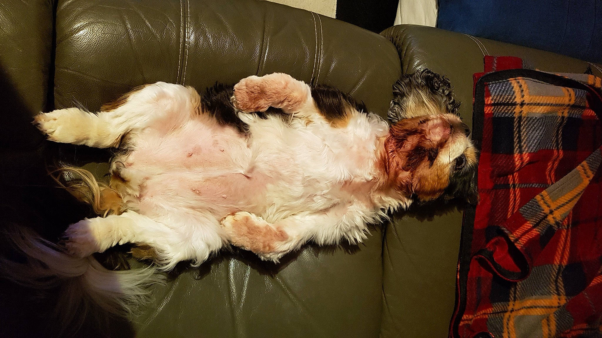 Framboise a rejoint le concours — aidez-le/la à gagner de superbes lots ! animal_shelter, canidae, carnivore, comfort, companion_dog, couch, dog, dog_breed, fawn, felidae, fur, liver, paw, pet_supply, small_to_medium_sized_cats, sporting_group, tail, terrier, toy_dog, whiskers