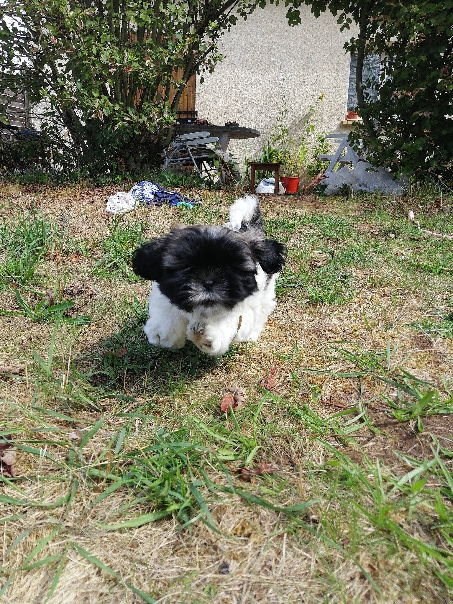 Reese a rejoint le concours — aidez-le/la à gagner de superbes lots ! canidae, carnivore, chinese_imperial_dog, companion_dog, dog, dog_breed, grass, havanese, mal_shi, mammal, non_sporting_group, puppy, rare_breed_dog, shih_tzu, sporting_group, toy_dog, vertebrate