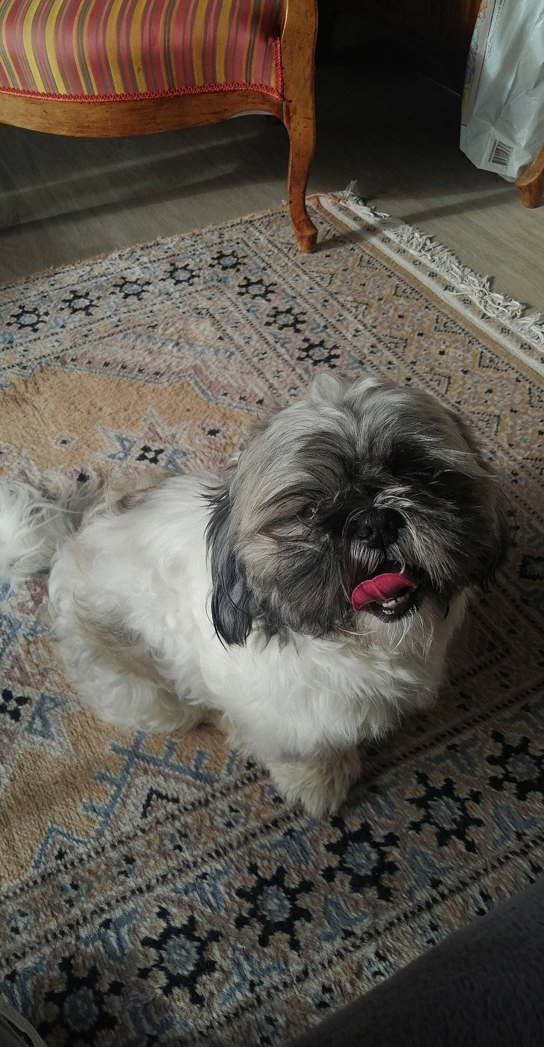 Reese participe au concours pour gagner de l'argent avec cette photo : carnivore, companion_dog, dog, dog_breed, fawn, flooring, fur, grey, liver, mal_shi, road_surface, shih_poo, shih_tzu, small_terrier, snout, sporting_group, terrestrial_animal, terrier, toy_dog, working_animal